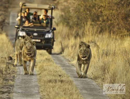 Pilanesberg South Africa Trip Discount Code Booking.com